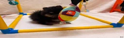 Pomeranian dogs for sale: Luke - Ad 5