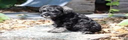 Miniature Schnauzer dogs for sale: Twila - Ad 9