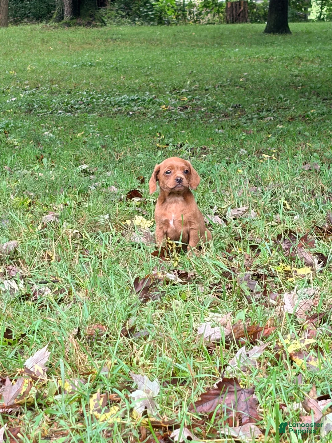 Mixed Breed dogs for sale: Mixed Breed 1 - Ad 2