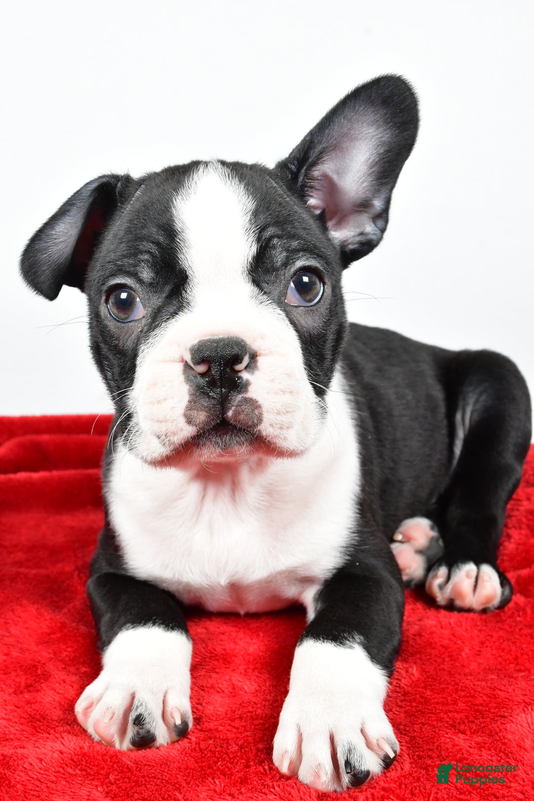 Boston Terrier dogs for sale: Ian - Ad 2