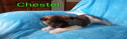 Akita dogs for sale: Chester - Ad 6