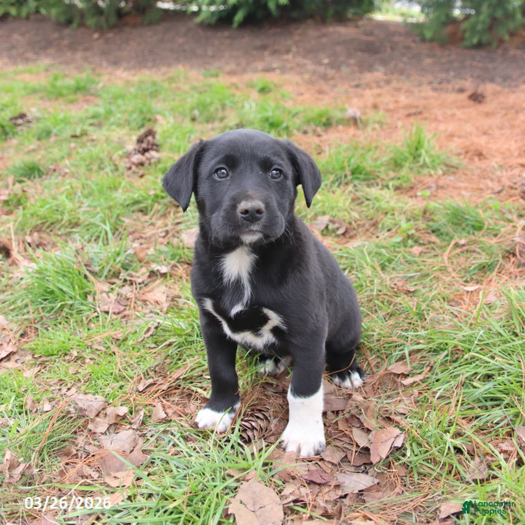 Mixed Breed dogs for sale: Markie - Ad 3