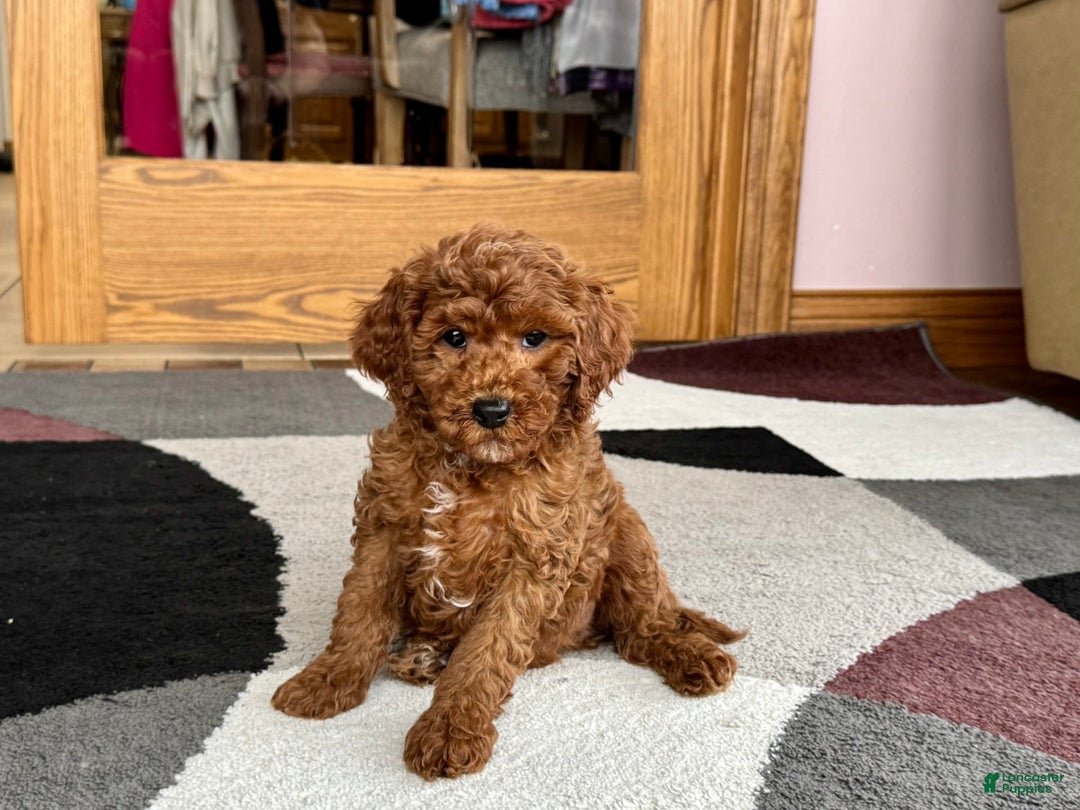 Cavapoo dogs for sale: Justin - Ad 6