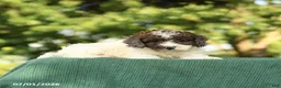 Miniature Poodle dogs for sale: Candy - Ad 4