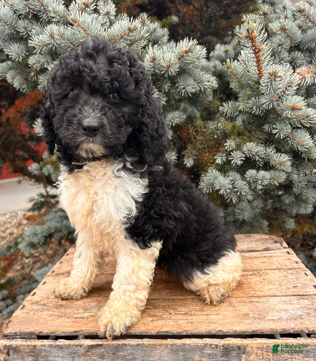 Cockapoo dogs for sale: Luna  - Ad 6