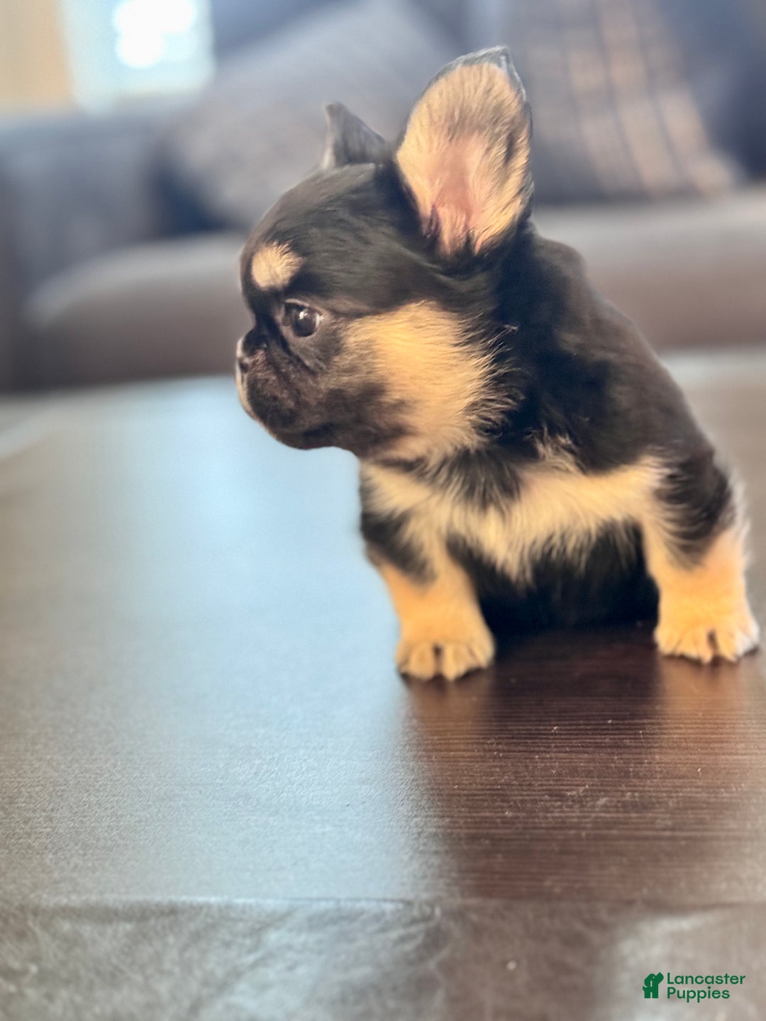 French Bulldog dogs for sale: French Bulldog Puppy 1 - Ad 2