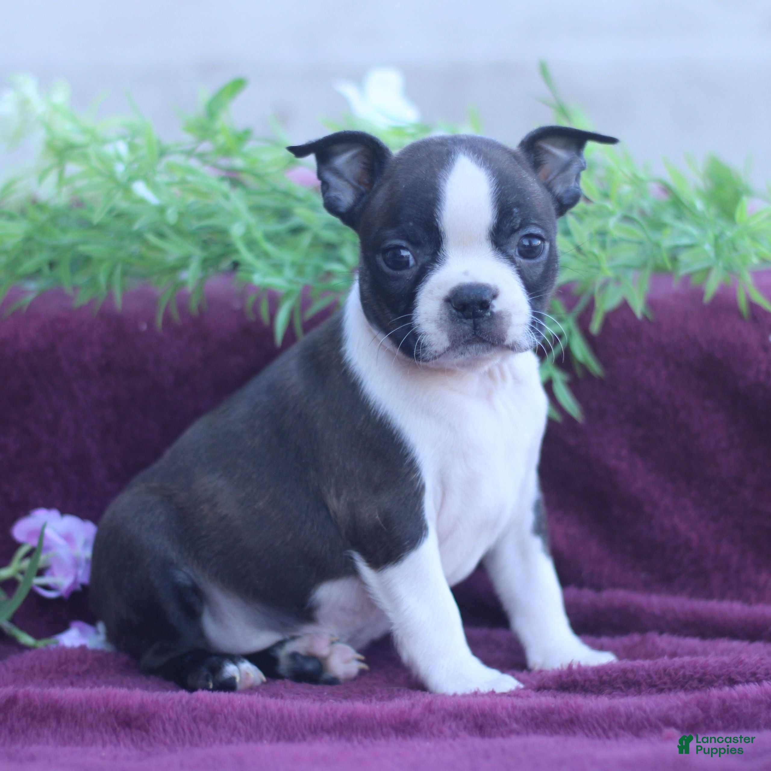 Boston Terrier dogs Mocha  - Ad 1