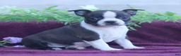 Boston Terrier dogs for sale: Mocha  - Ad 1