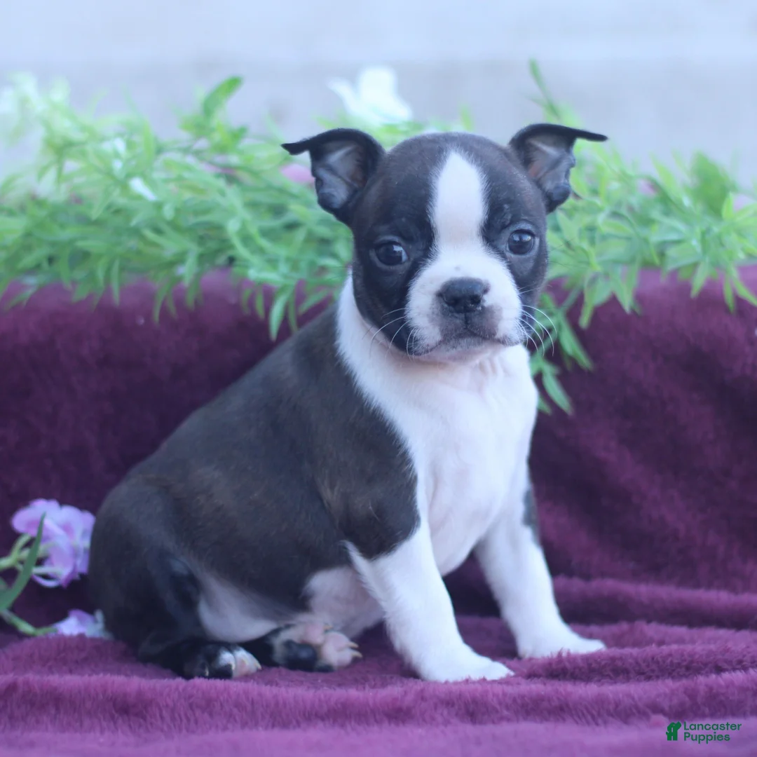 Boston Terrier dogs for sale: Mocha  - Ad 1