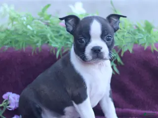 Boston Terrier dogs for sale: Mocha - Ad 3