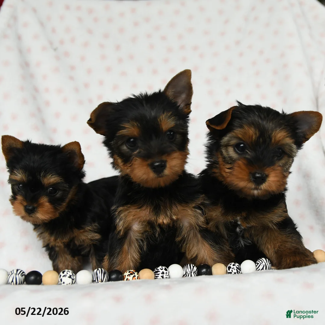 Yorkshire Terrier dogs for sale: Darling - Ad 5