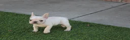 French Bulldog dogs for sale: Blanco French Bulldog  - Ad 5