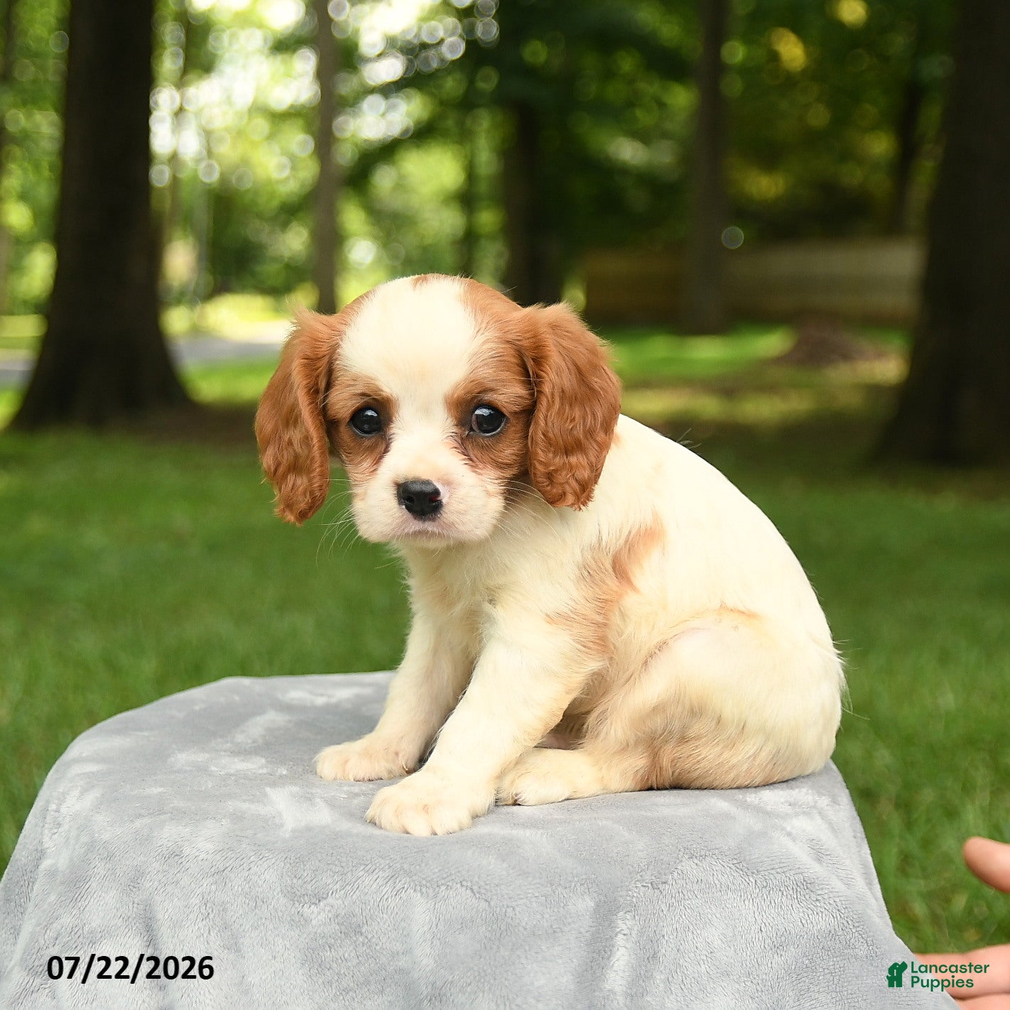 Cavalier King Charles Spaniel dogs Maverick - Ad 2