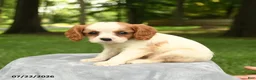 Cavalier King Charles Spaniel dogs for sale: Maverick - Ad 2