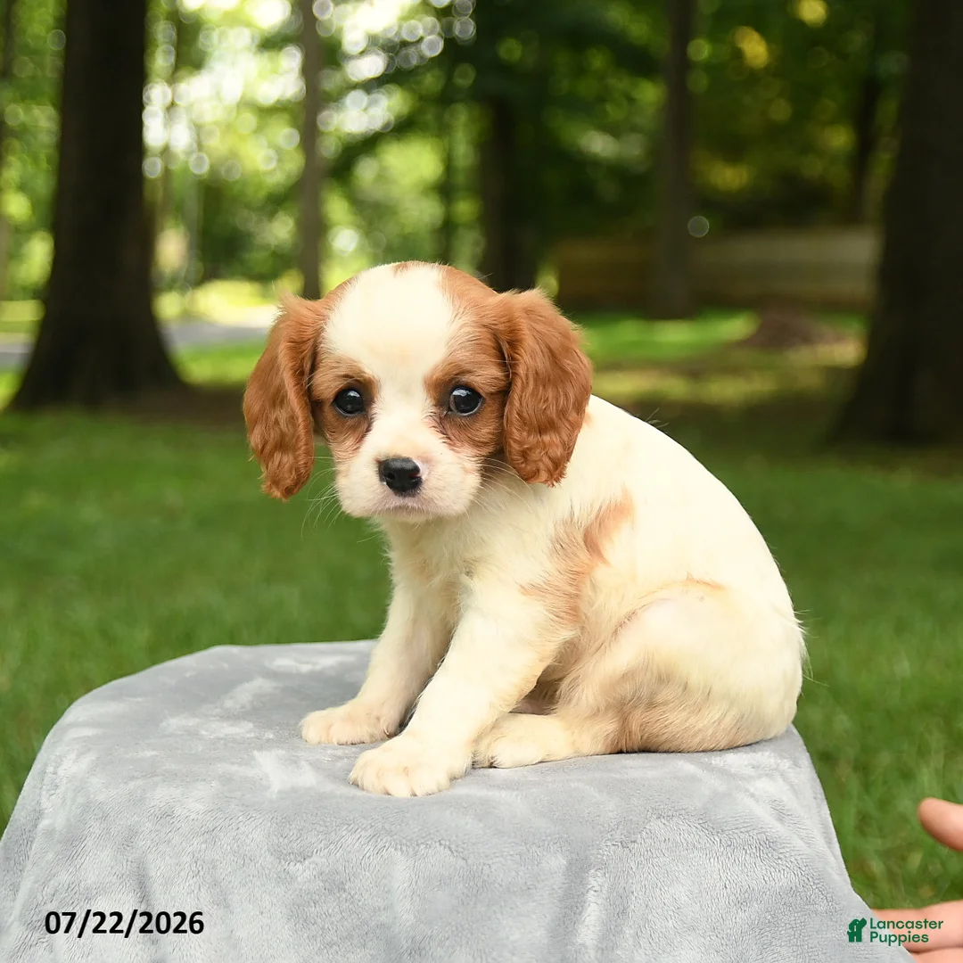 Cavalier King Charles Spaniel dogs for sale: Maverick - Ad 2