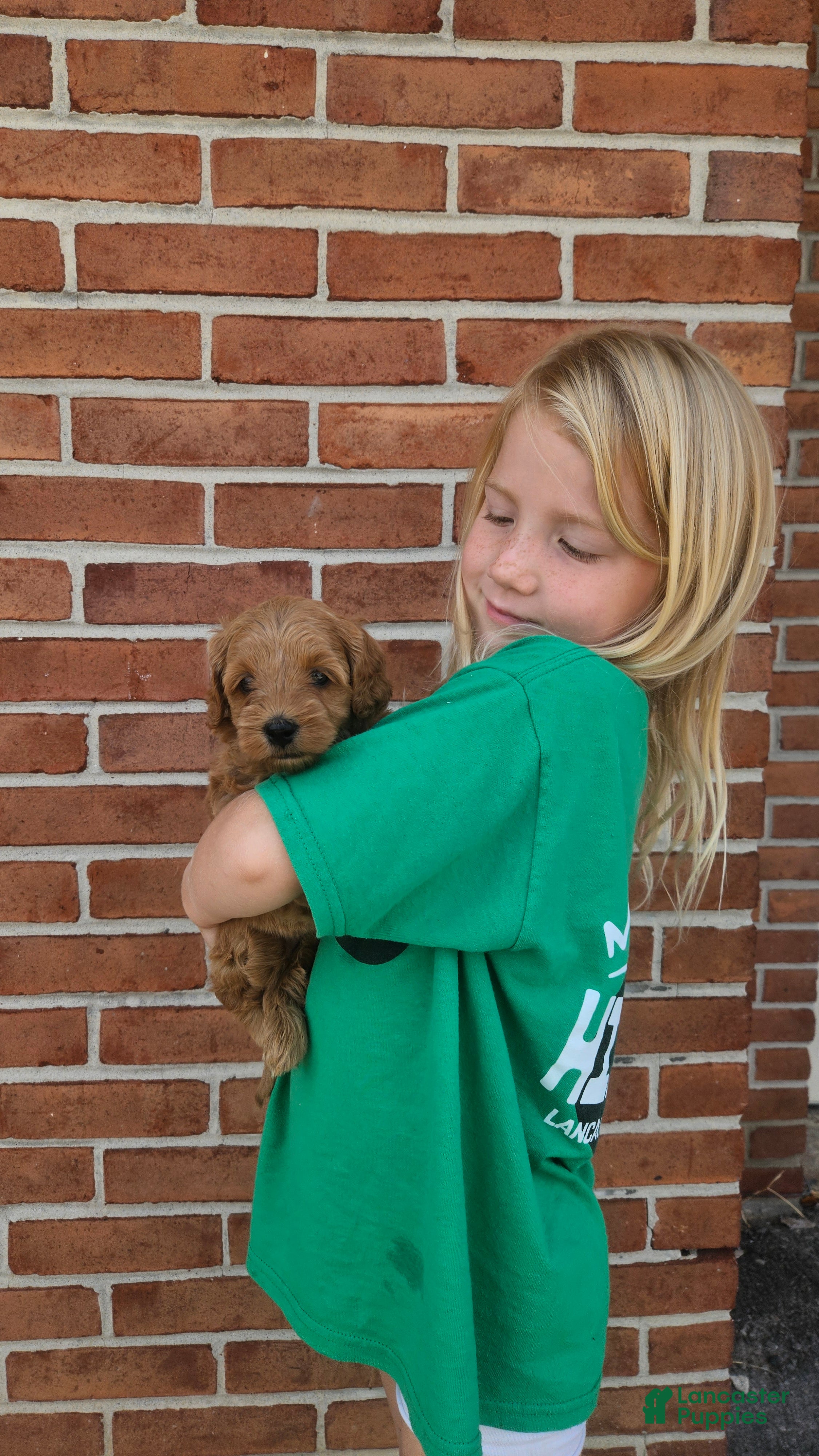 Mini Goldendoodle dogs Willow  - Ad 2