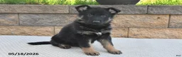 German Shepherd dogs for sale: Millie - Ad 5