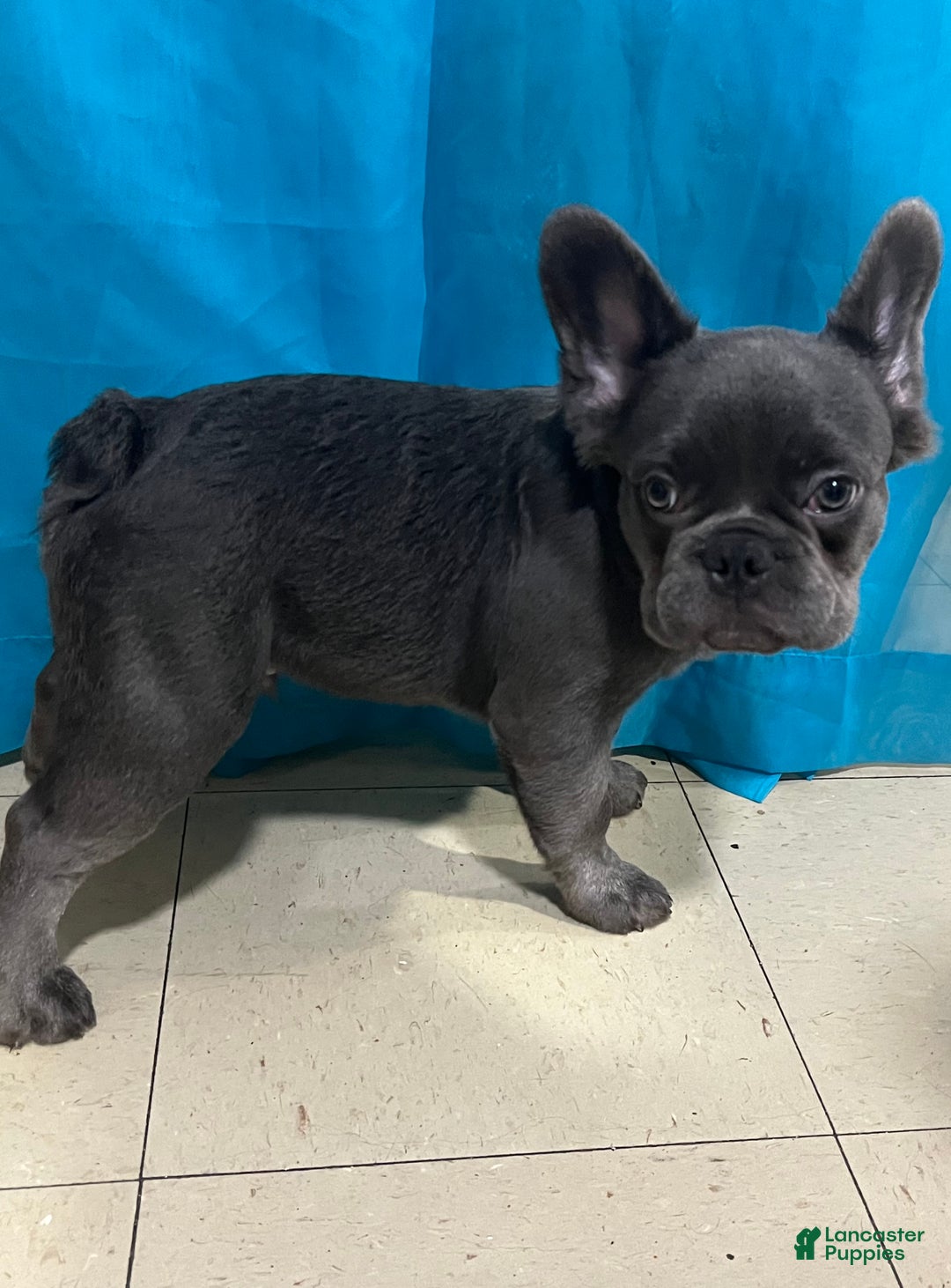 French Bulldog dogs for sale: French Bulldog Puppy 1 - Ad 1