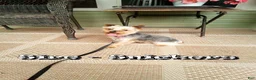 Yochon dogs for sale: Rover - Ad 11