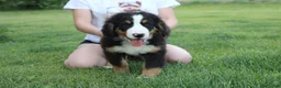 Bernese Mountain Dog dogs for sale: Moose  - Ad 4
