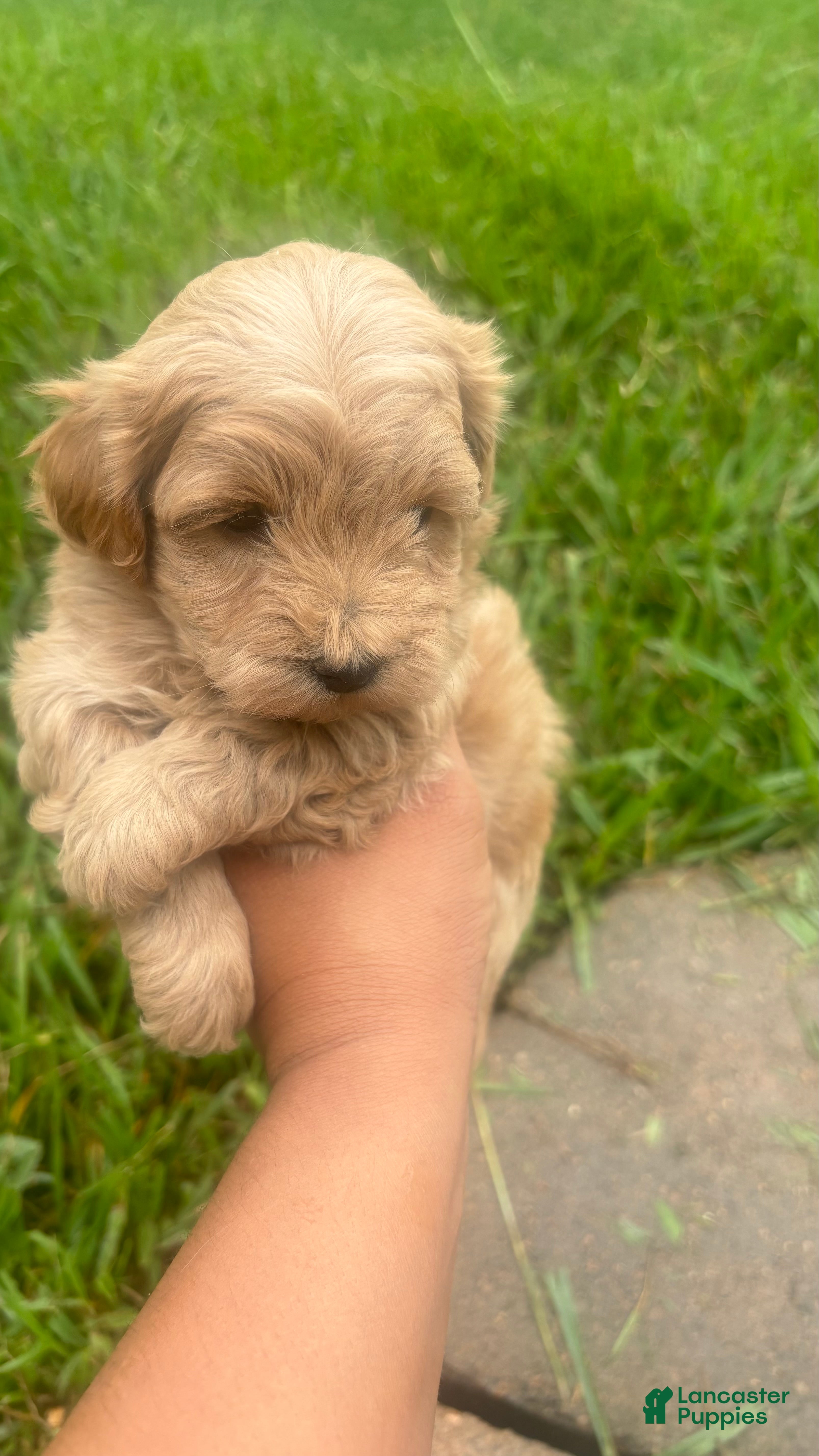 Toy Poodle dogs Toy Poodle Puppy 2 - Ad 1