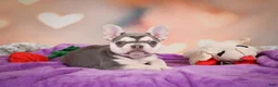 French Bulldog dogs for sale: Sandra - Ad 3