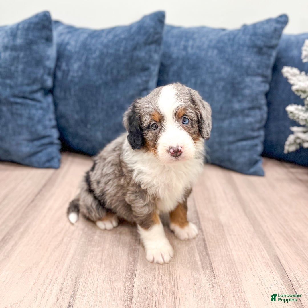 Mini Bernedoodle dogs for sale: Zues - Ad 1