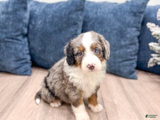 Mini Bernedoodle dogs Zues - Ad 21