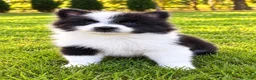 Pomeranian dogs for sale: Pomeranian  - Ad 12