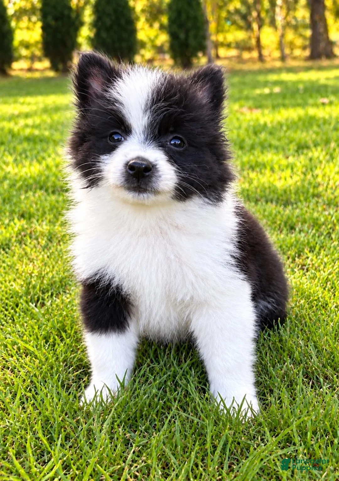 Pomeranian dogs for sale: Pomeranian  - Ad 12