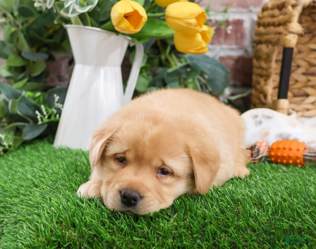 Labrador Retriever dogs for sale: Eggo - Ad 5