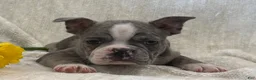 Frenchton dogs for sale: Kyron - Ad 3