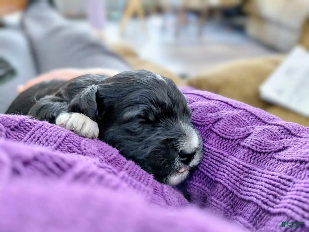 Mini Goldendoodle dogs for sale: Mini-Goldendoodle Puppy 2 - Ad 4