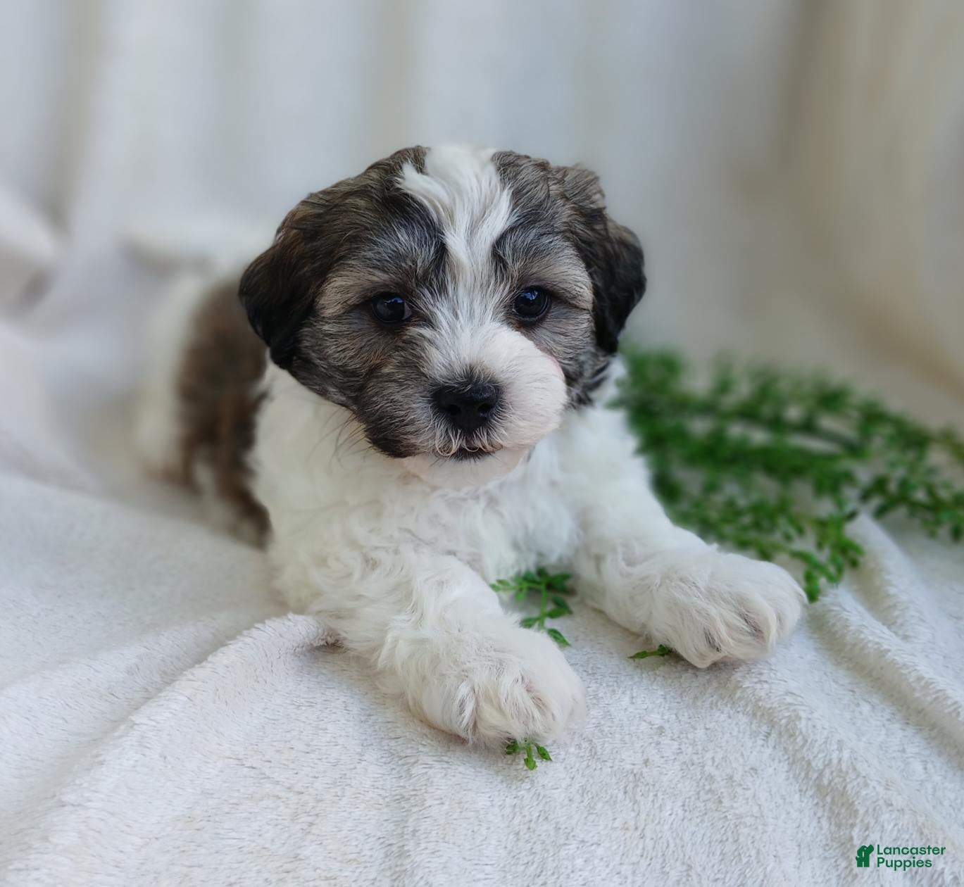 Teddy Bear dogs Dylan - Ad 1