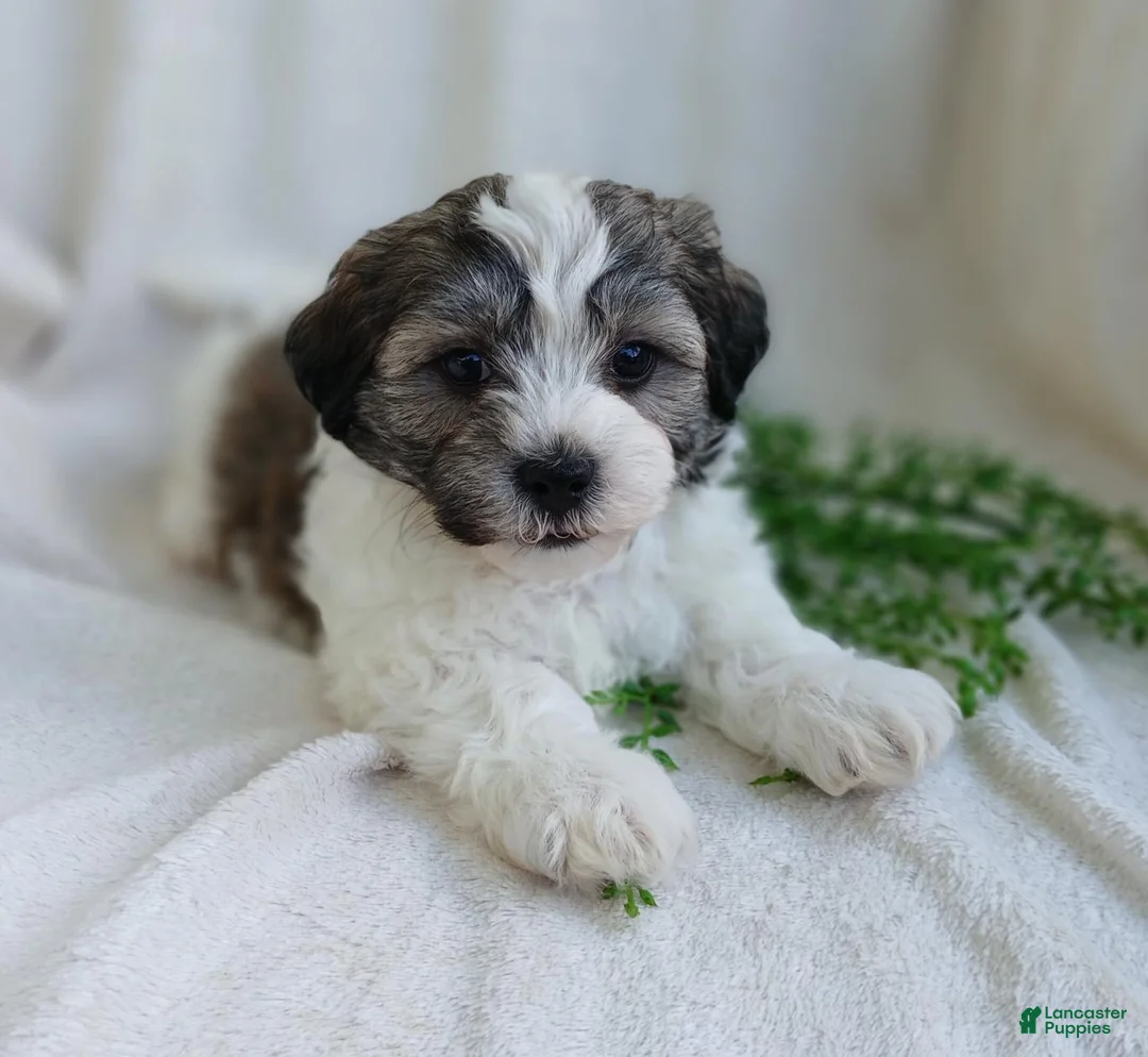 Teddy Bear dogs for sale: Dylan - Ad 1