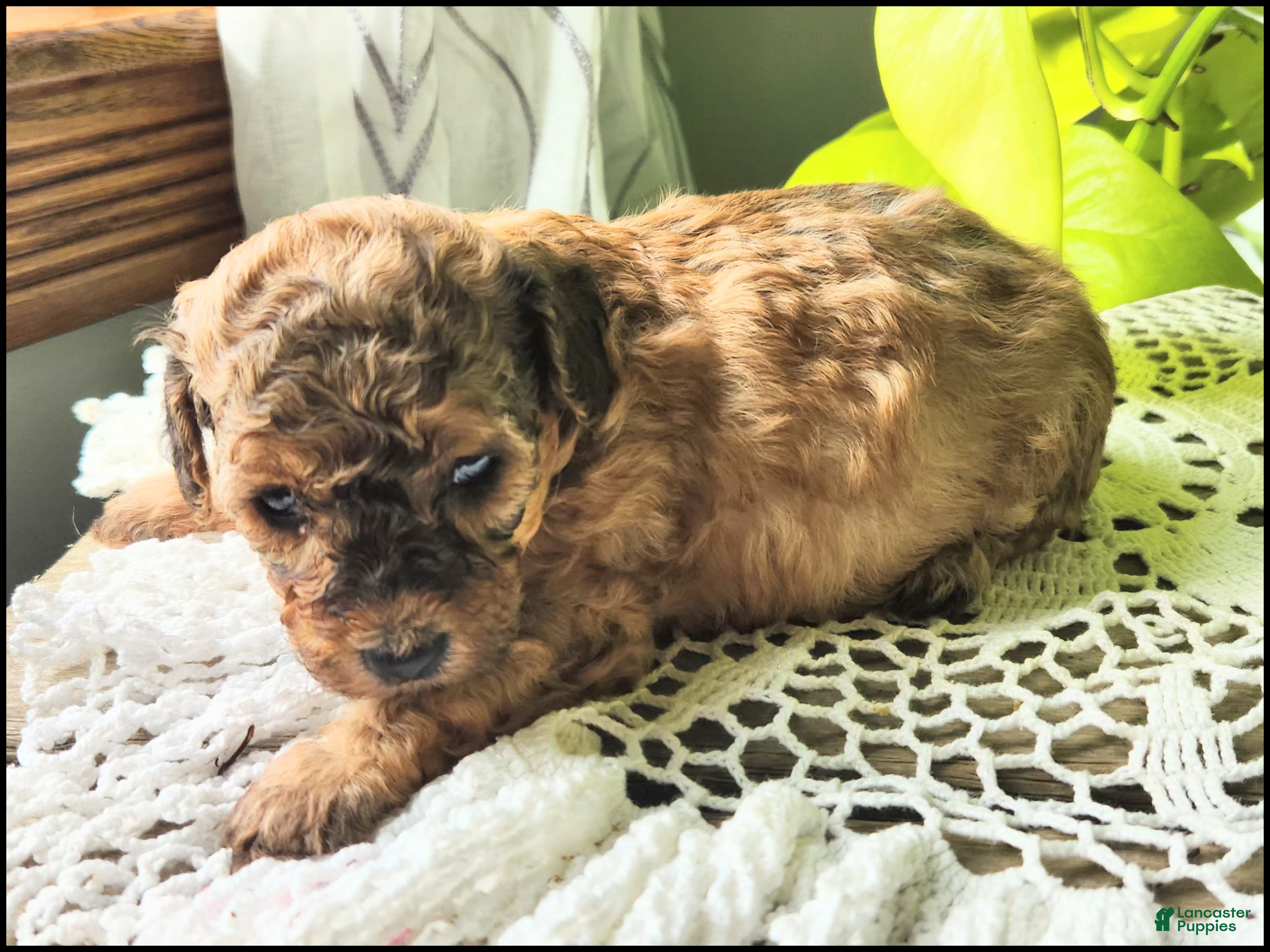 Toy Poodle dogs Tanesha - Ad 36