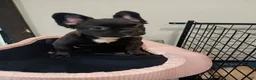 French Bulldog dogs for sale: French Bulldog 4 Hershey  - Ad 10