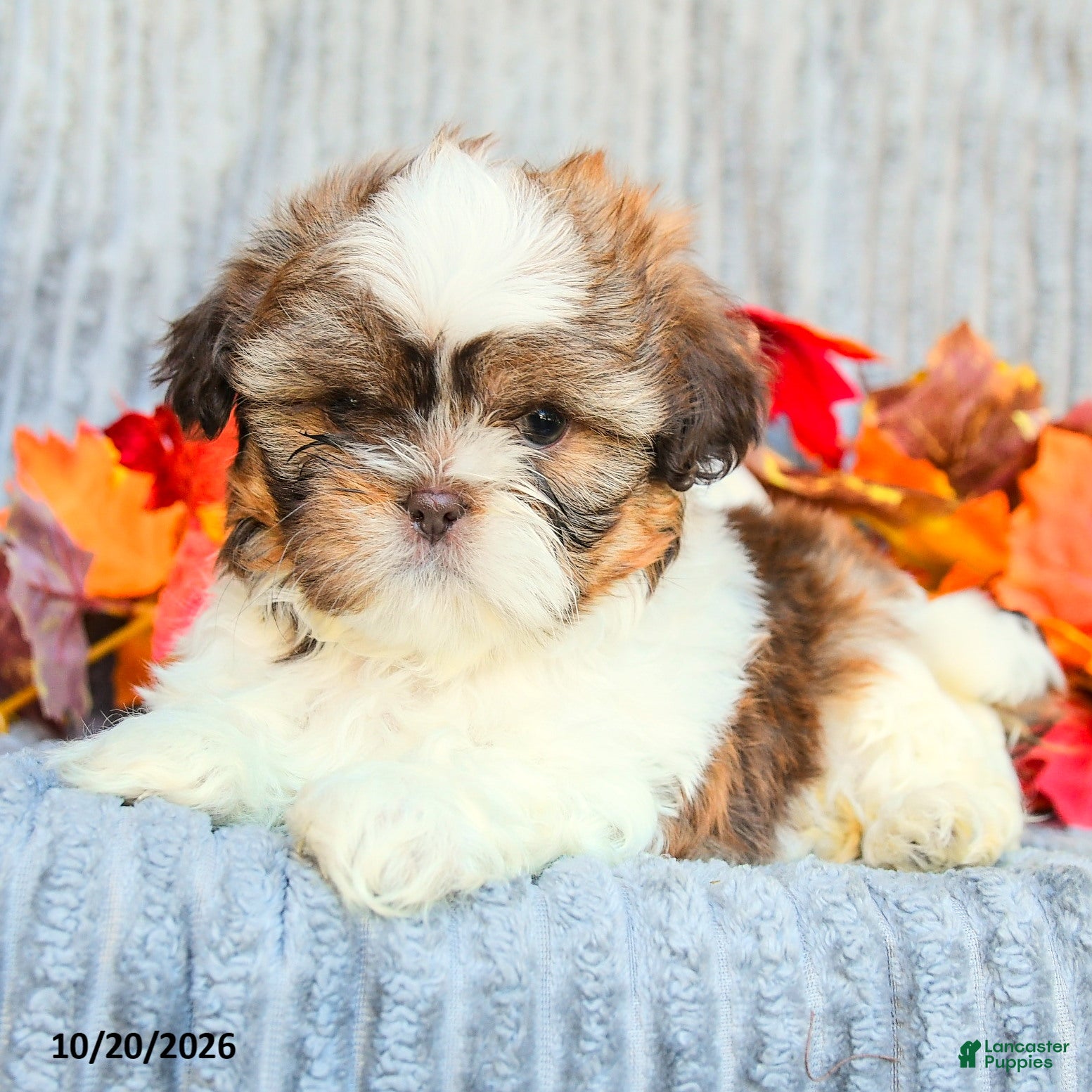 Shih Tzu dogs Cinnamon - Ad 2