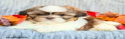 Shih Tzu dogs for sale: Cinnamon - Ad 2