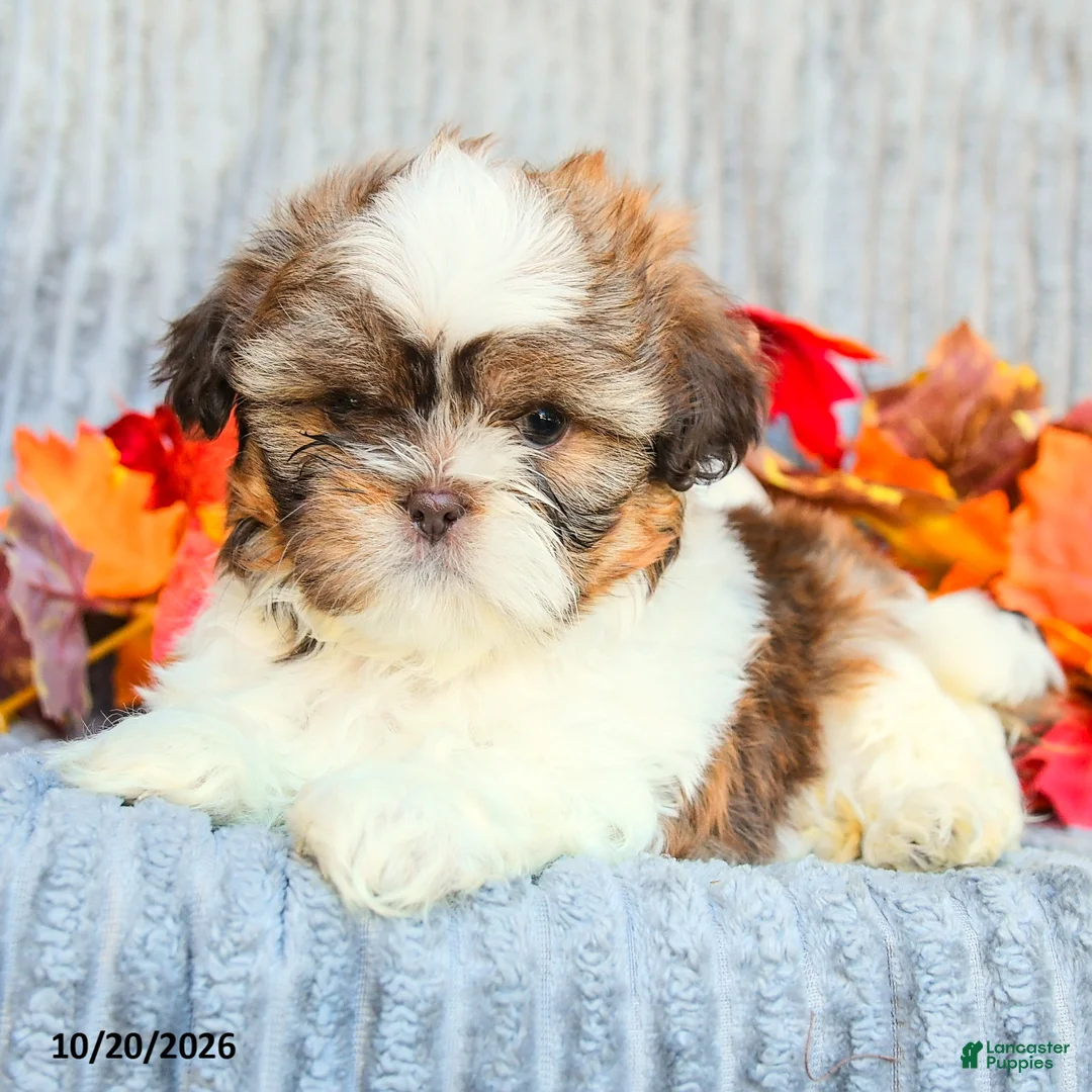Shih Tzu dogs for sale: Cinnamon - Ad 2