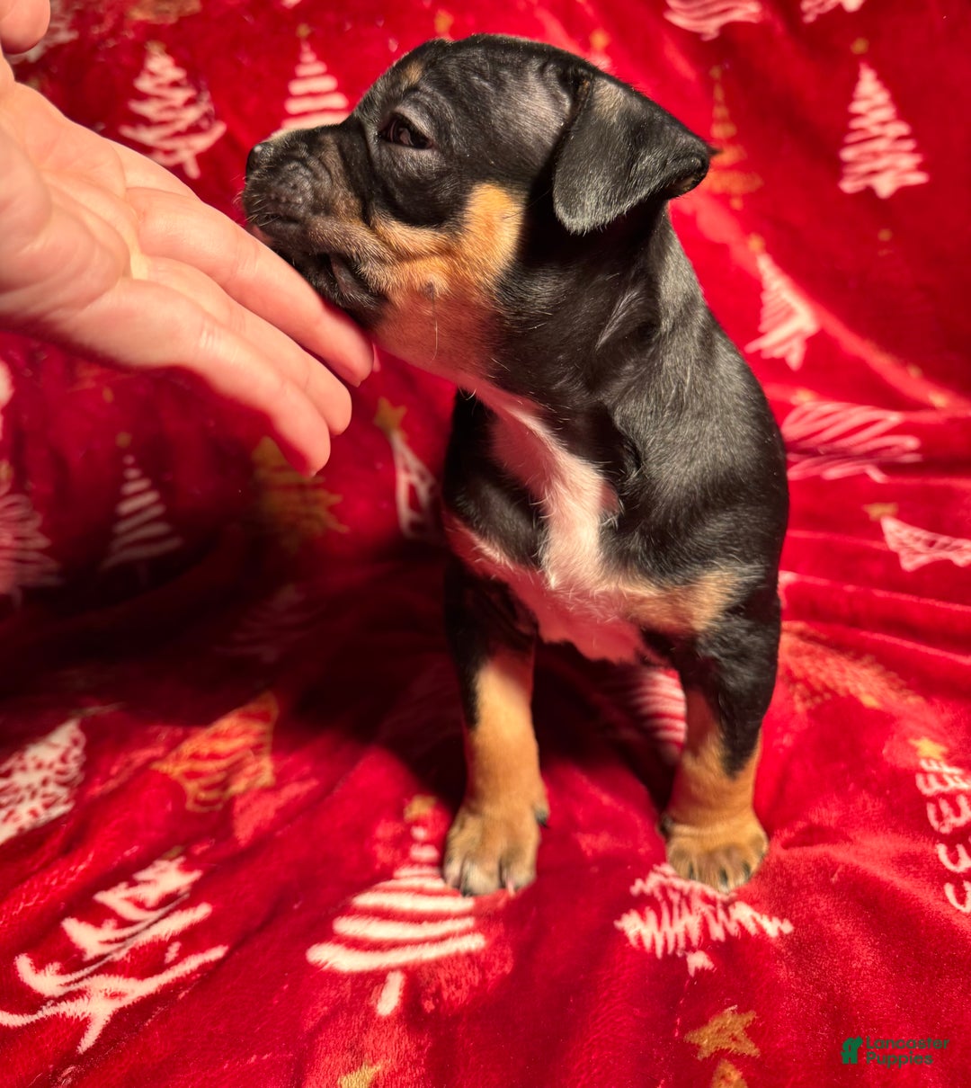 American Bully dogs for sale: American Bully Puppy 6 - Ad 2