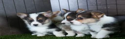 Welsh Corgi Pembroke dogs for sale: Roxanne - Ad 21