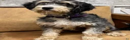Mini Bernedoodle dogs for sale: Bubba - Ad 2