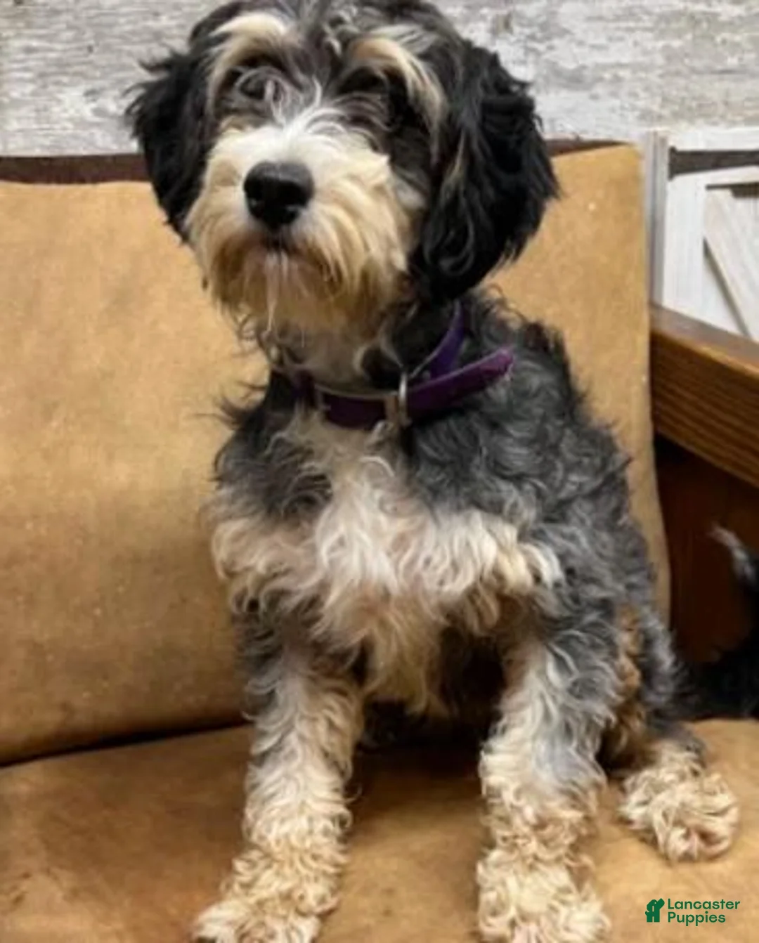 Mini Bernedoodle dogs for sale: Bubba - Ad 2