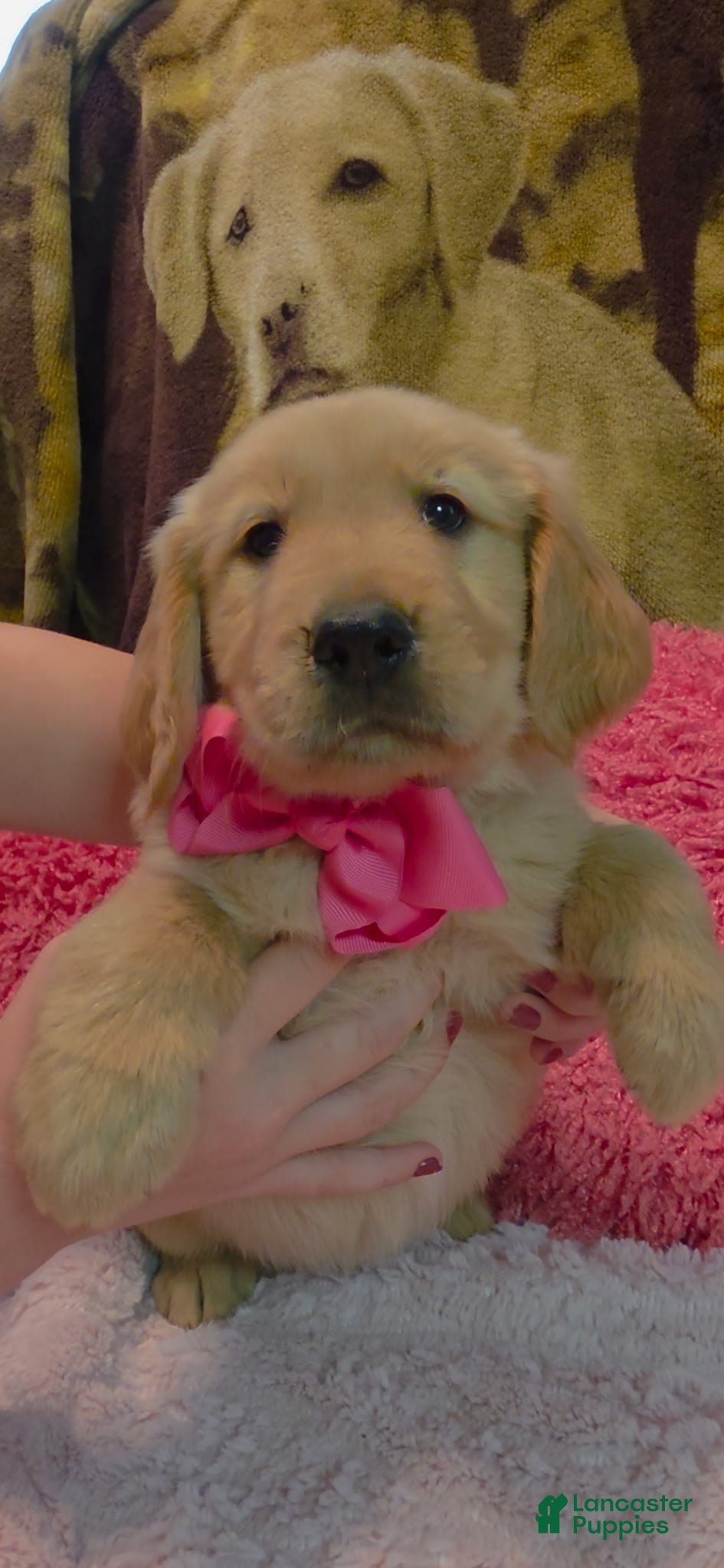 Golden Retriever dogs AKC Sunny - Ad 1
