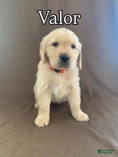 Golden Retriever dogs Valor - Ad 36