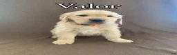 Golden Retriever dogs for sale: Valor - Ad 1