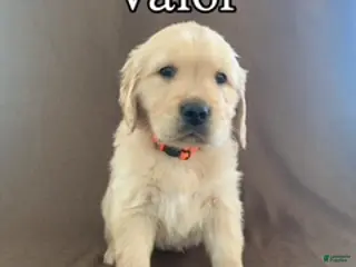 Golden Retriever dogs Valor - Ad 36