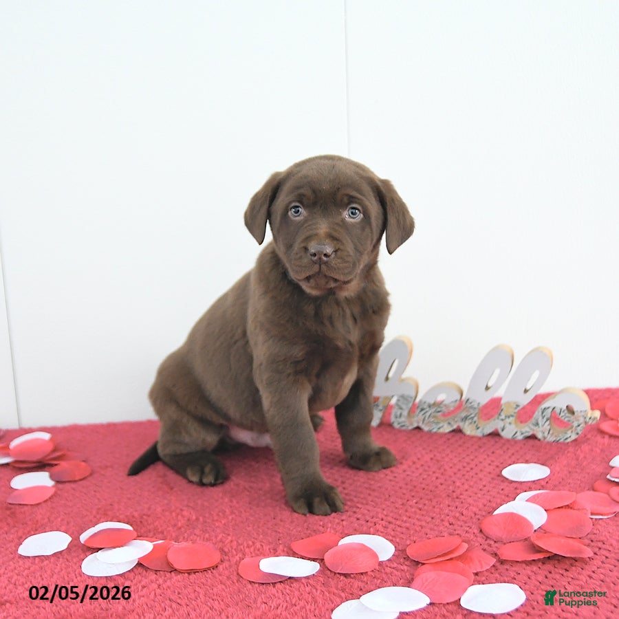 Labrador Retriever dogs Theo - Ad 5