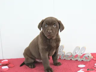 Labrador Retriever dogs Theo - Ad 5